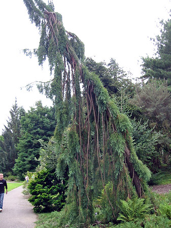 Golden Gate Park mit Botanischen Garten Fotos