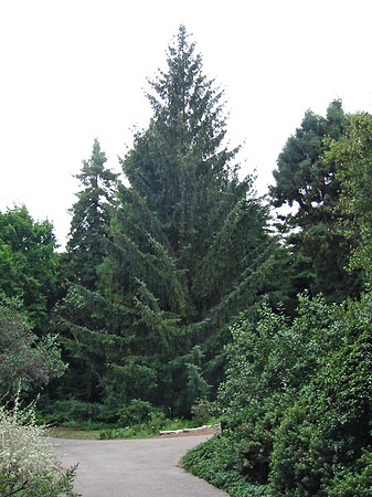 Fotos Golden Gate Park mit Botanischen Garten | San Francisco