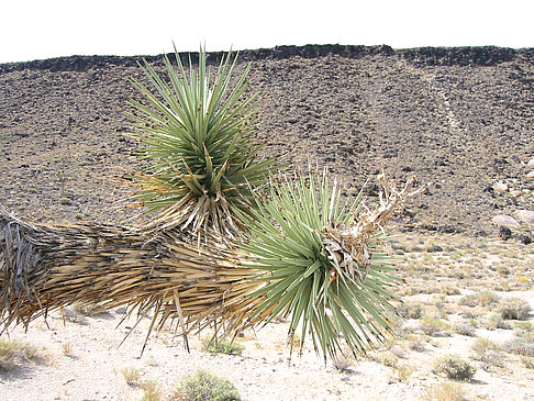 Fotos Lone Pine - Panamint Springs | 