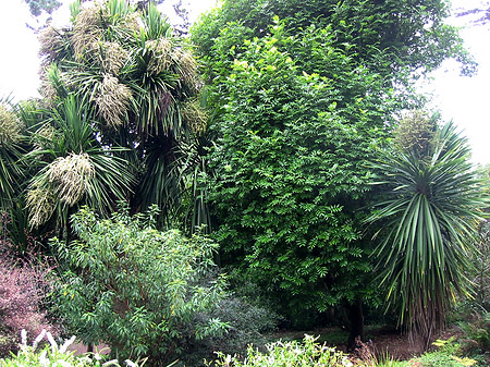 Golden Gate Park mit Botanischen Garten Foto 