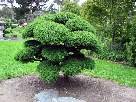 Fotos Golden Gate Park mit Botanischen Garten | San Francisco