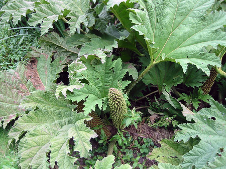 Golden Gate Park mit Botanischen Garten