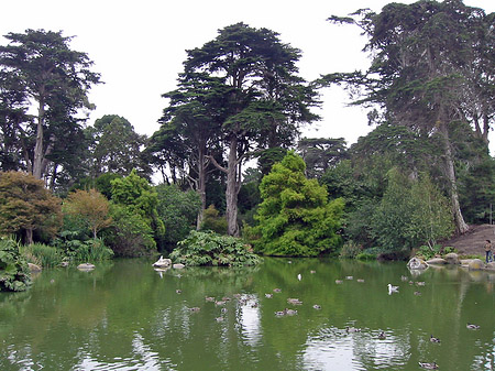 Fotos Golden Gate Park mit Botanischen Garten